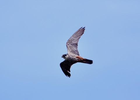 飛ぶ・チゴハヤブサ♂0941