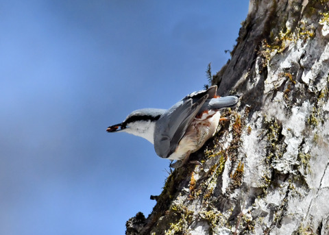 ゴ゛ュウカラ4074