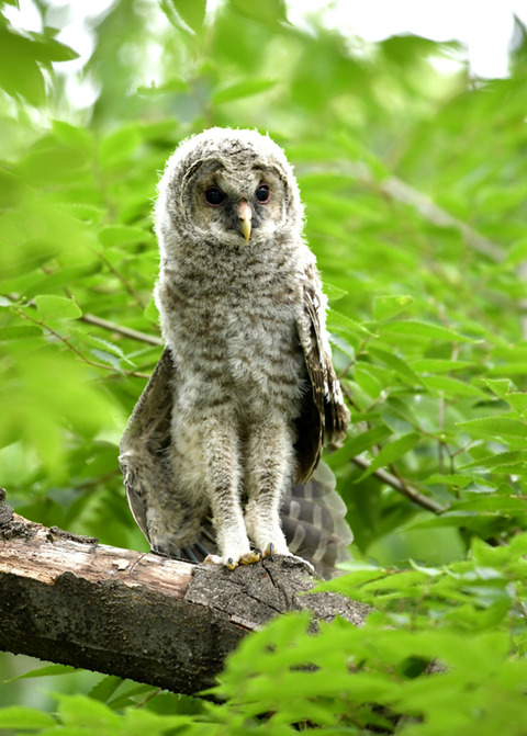 フクロウのヒナ0616
