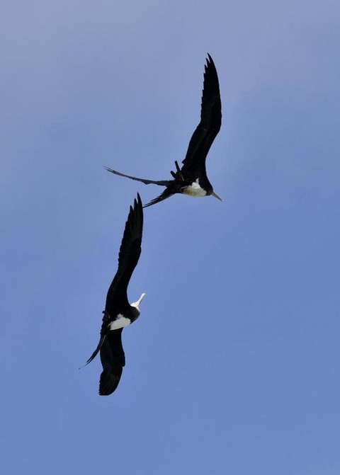 オオグンカンドリ6316