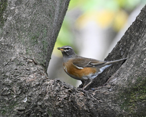 マミチャジナイ2814