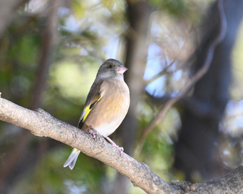 オオカワラヒワ7445