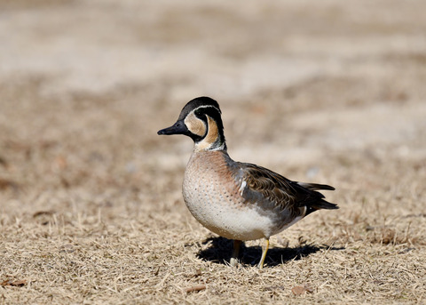 トモエガモ♂1411◎