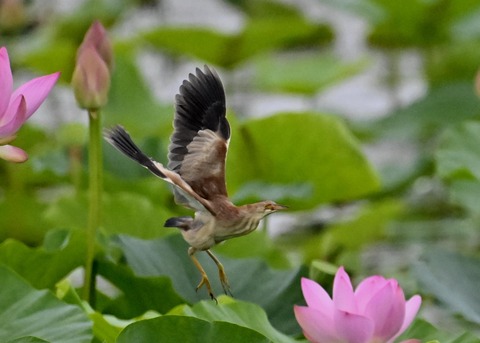ヨシゴイ♀1204