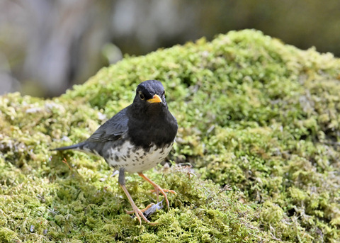 クロツグミ♂5882