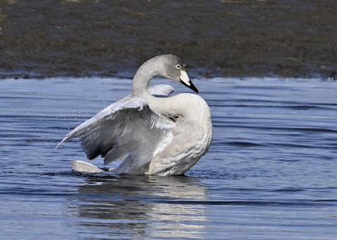 オオハクチョウ幼鳥3779