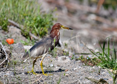 アカガシラサギ2889