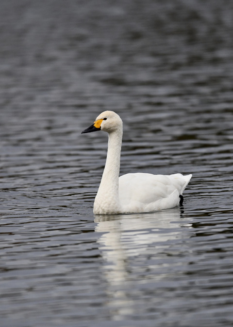 コハクチョウ7585