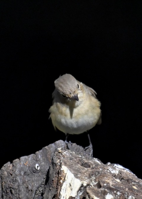 ニシオジロビタキ♀4302