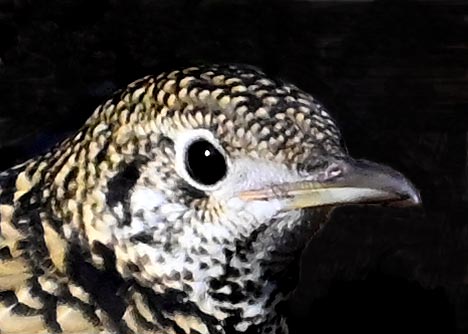 トラツグミ6002(7110)