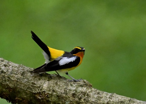 キビタキ成鳥♂5823