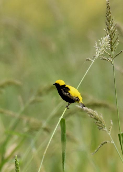 オウゴンチョウ1286