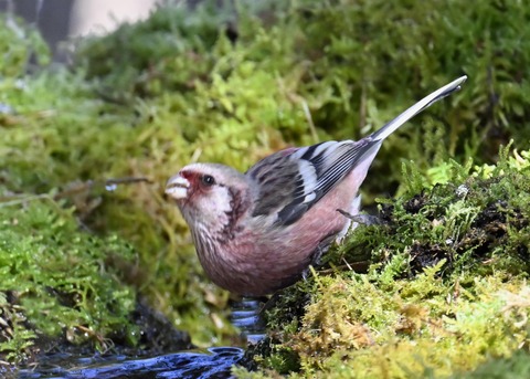 ベニマシコ♂6883