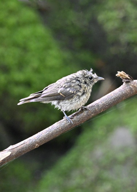 キビタキ幼鳥1194