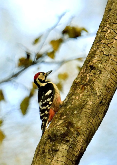 オオアカゲラ♂5514