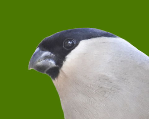 ウソ♀0000