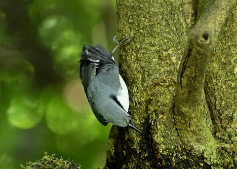 ゴジュウカラ1427