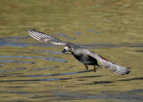 飛ぶ・オカヨシガモ♂8031