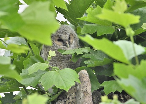 フクロウのヒナ3241