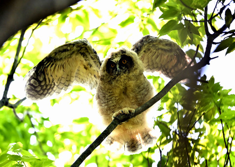 トラフズクのヒナ1066