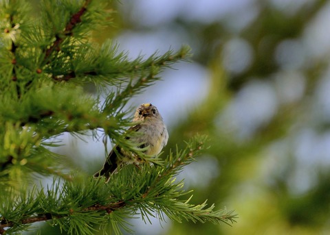キクイタダキ・幼鳥1359-01○