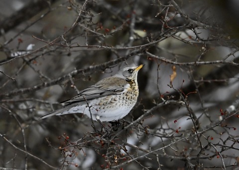 ノハラツグミ1397