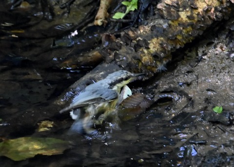 ゴジュウカラ1046