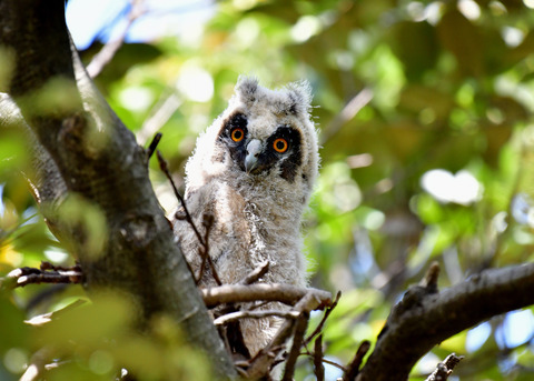 トラフズクのヒナ②6120