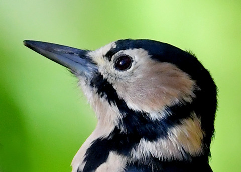 アカゲラ♀1566-02
