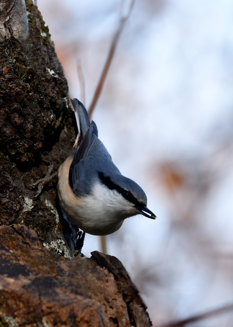 ゴジュウカラ1247