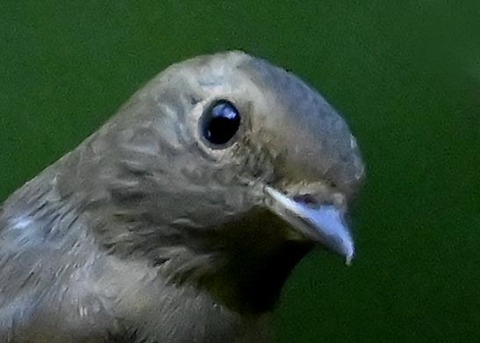 オオルリ♀7377