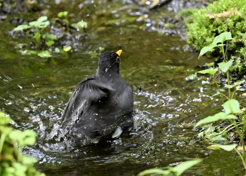 クロツグミ♂3487