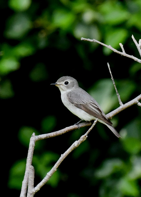 コサメビタキ7382