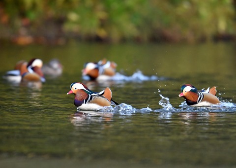 オトシドリ♂6627