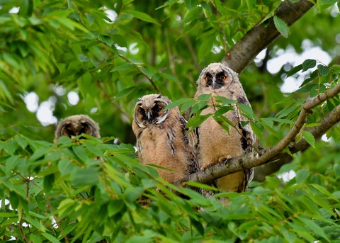 トラフズクのヒナ①②③6442