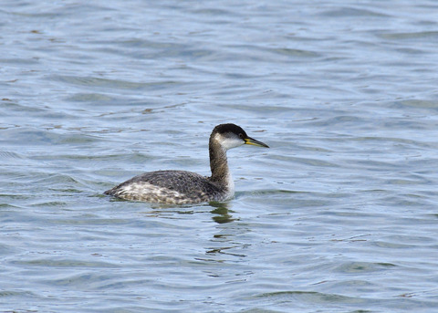 アカエリカイツブリ冬羽7481