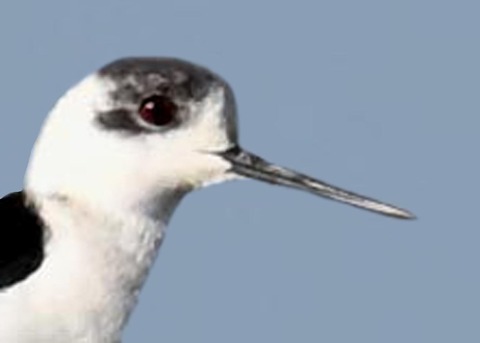 セイタカシギ6001