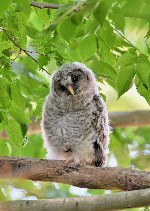 フクロウのヒナ6802