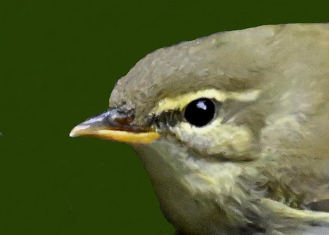 メボソムシクイ0000