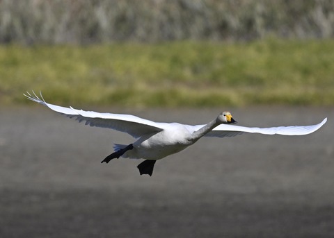 オオハクチョウ4057
