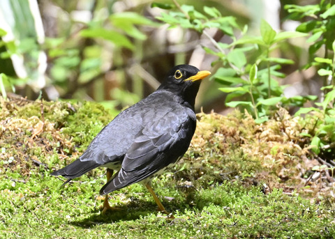 クロツグミ♂2938