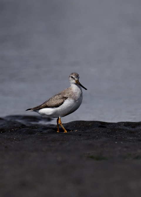 ソリハシシギ4648