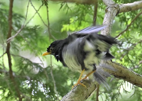 クロツグミ♂5150