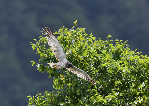 ズグロチュウヒ3485