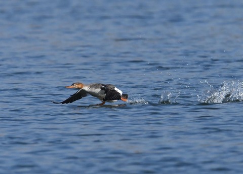 カワアイサ♀1272