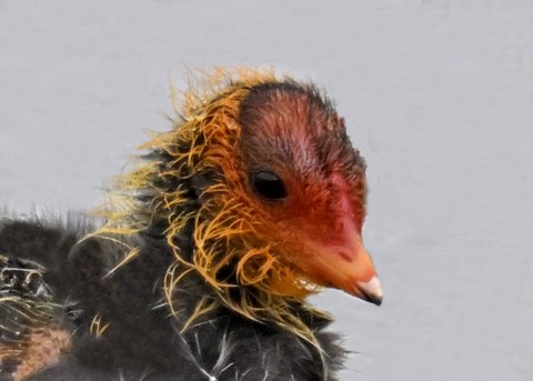 オオバンのヒナ0002