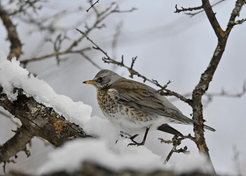 ノハラツグミ1287