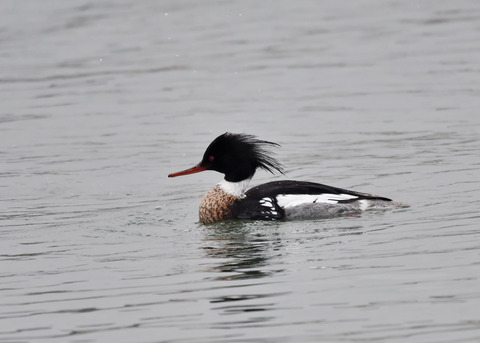 ウミアイサ♂6131