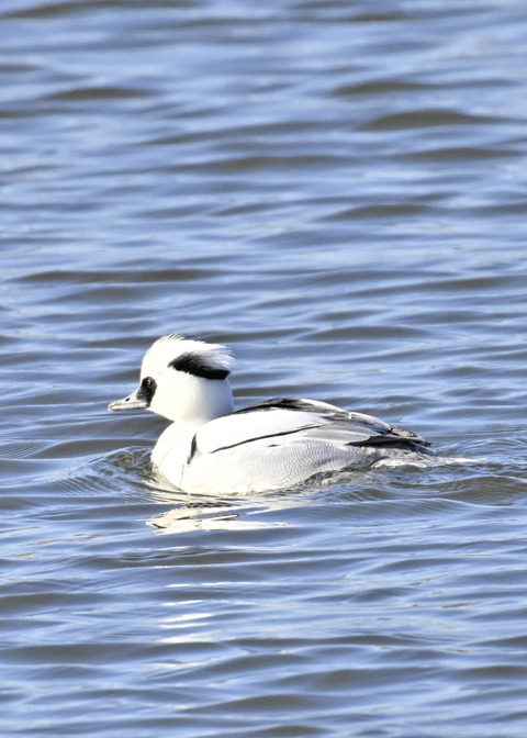 ミコアイサ♂4675