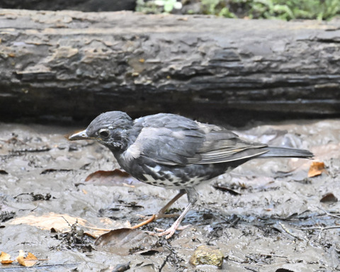 マミジロ♂幼鳥3754